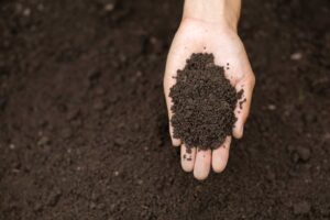 root stimulator for plants