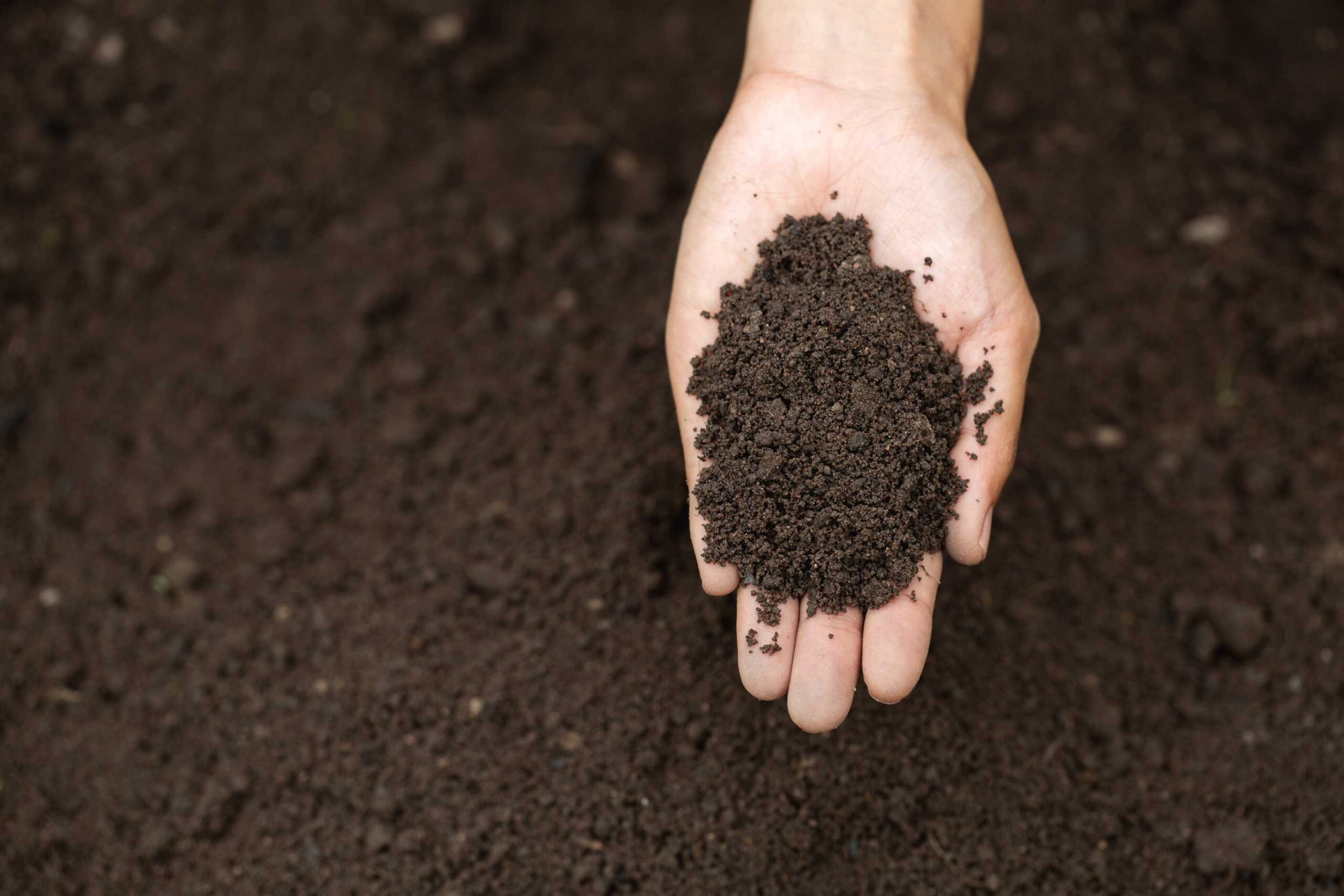 root stimulator for plants